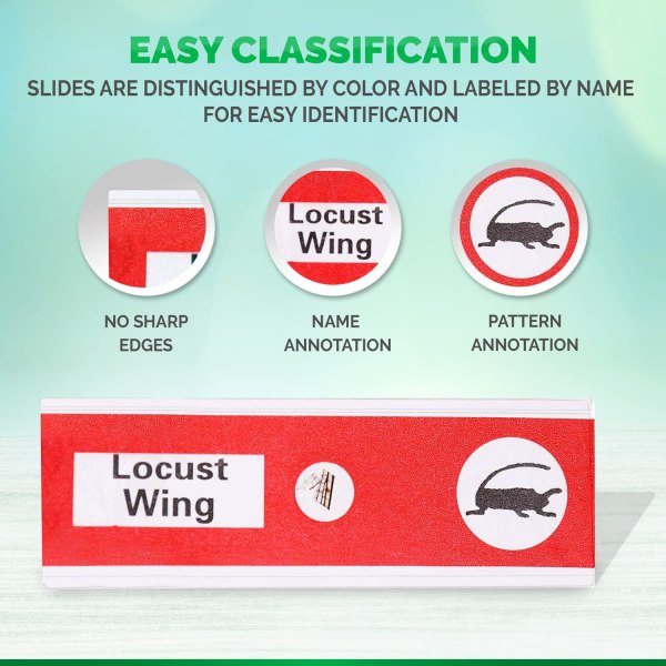 Prepared Microscope Slides for Kids
